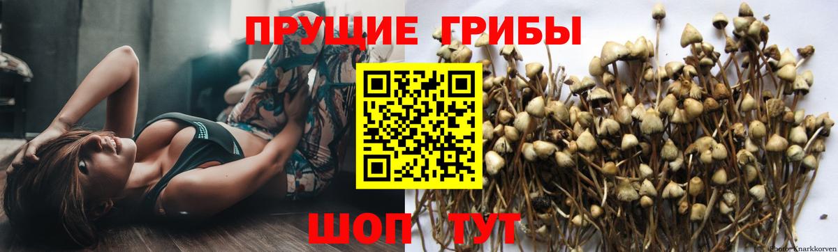 Галлюциногенные грибы прущие грибы Михайловск